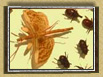 Butterflies and beetles.