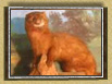 The black-footed ferret, native to western South Dakota, is quite rare.